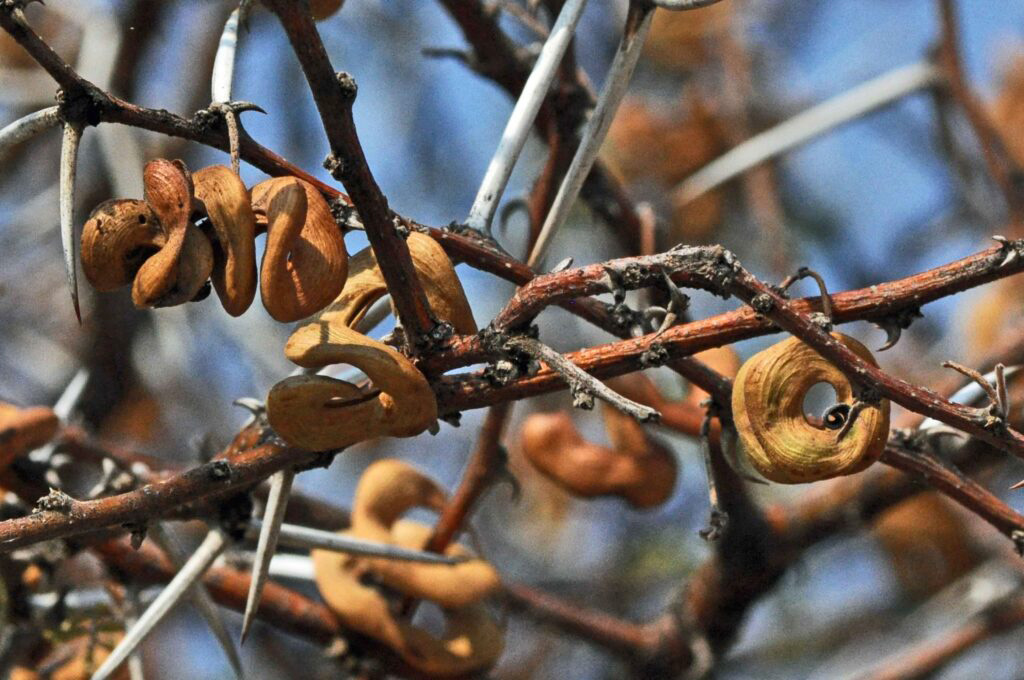 Acacia-tortilis_indenatuur